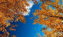 [秋天的童话]秋天的田野_650字