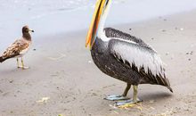 哲理故事：败在优势上的南美鳄_800字