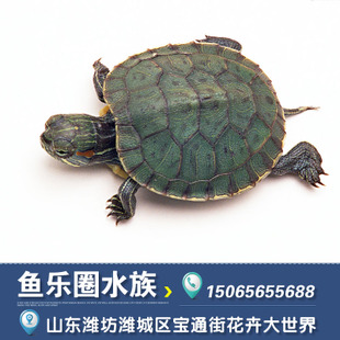 我的小乌龟_500字