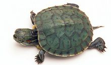 我的小乌龟_500字