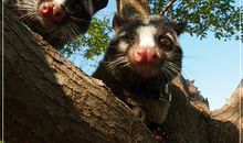 一只会微笑的果子狸_1200字