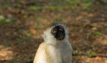 非洲野生动物保护宣传演讲稿_900字