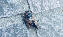 断翼的飞鸟_700字