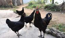 顽皮公鸡探险记_650字