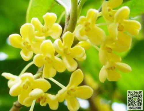 关于爷爷的作文：桂花饺子_900字