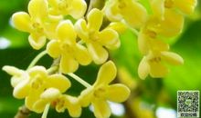 关于外公的作文：桂花饺子_900字