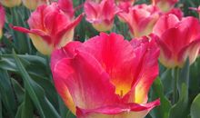 鲜花曾这样告诉我_350字