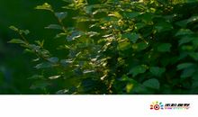 淡是最浓的色彩_750字