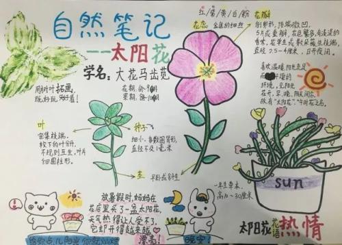 【读书笔记】美丽的向日葵_200字