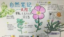 【读书札记】美丽的向日葵_200字
