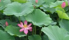 《爱莲说》鉴赏