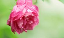 一朵别样的花_900字