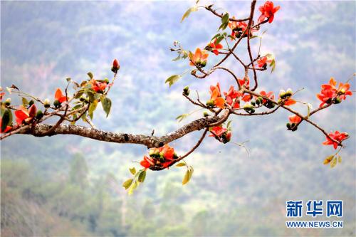 当木棉再次打开_700字