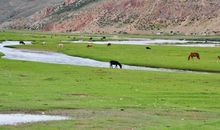 王永福：唐古拉山上一棵邦达草_900字