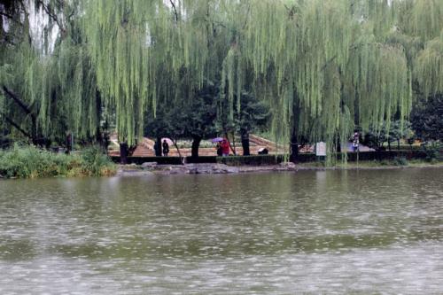 雨中的蝴蝶_550字