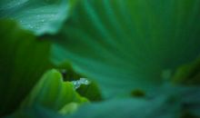 美丽的荷花池_200字