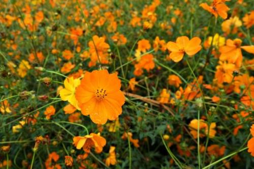 当叶子fall_800字