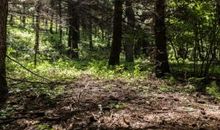 大自然是魔术师_50字