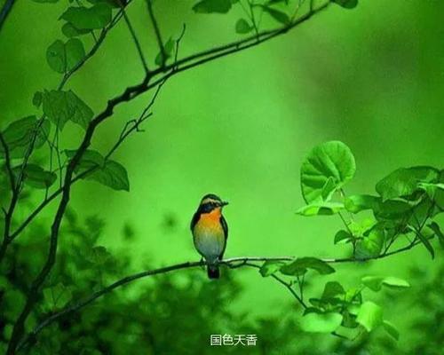 阳光，如影，_1200字