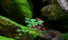 五年级散文：又到白露时_500字