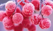 陈国华《初冬月》片段_250字