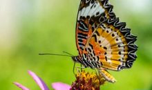 一只蝴蝶飞起来了_750字