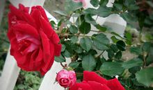 谁落下了感动的泪_800字