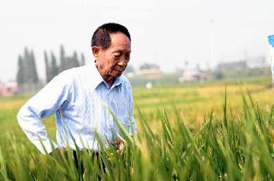中国现代名人故事：现代中国名人袁隆平_1200字