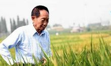 中国现代名人故事：中国现代名人袁隆平_1200字