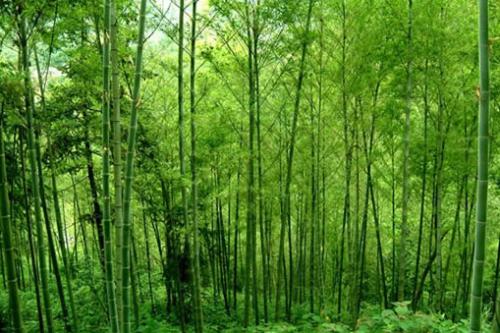 记忆中的竹林_900字