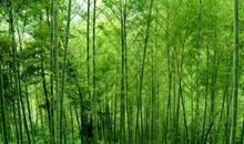 记忆中的竹林_900字