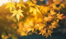 秋天好段好句：秋日的阳光_800字