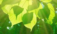 秋天好段好句：金黄色的叶子_1000字