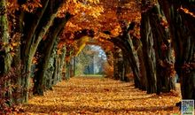 好段好句素材：描写秋天的诗句_250字