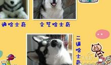 文艺狗附身_250字