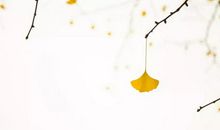 好段好句素材：描写秋天的诗句_200字