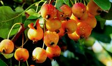 秋天的果实_300字