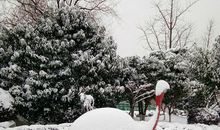 关于雪的作文：雪松_250字