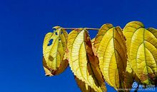 霜枫-记忆_800字