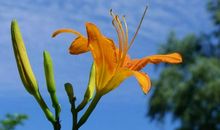 忘忧草的天空_550字