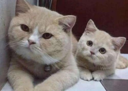 猫妈妈和孩子们_600个单词