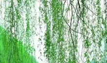 性定菜根香_800字