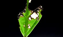 残缺也美丽_900字