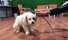 [PK赛]关于这也是一种美丽的作文：流浪狗的美丽_700字