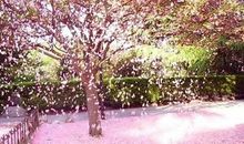 落花也美丽_650字