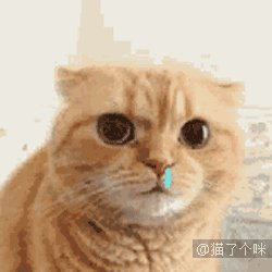 我的小狗_250字