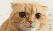 我家的小狗_250字