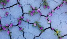 三月有奖作文：在春天，野花也能怒放生命_1200字