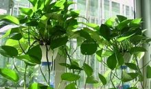 高三状物作文：我家的绿萝_650字