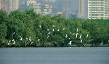 高三状物作文：深圳的红树林_900字